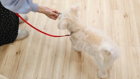 今日からトレーニングを始めよう!犬育てで後悔する5つの慣れのアイキャッチ画像