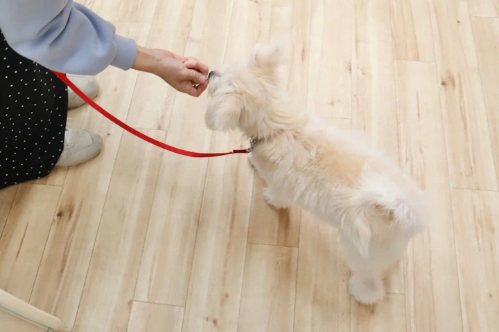 今日からトレーニングを始めよう！犬育てで後悔する5つの慣れ - CHERIEE あにまるマガジン