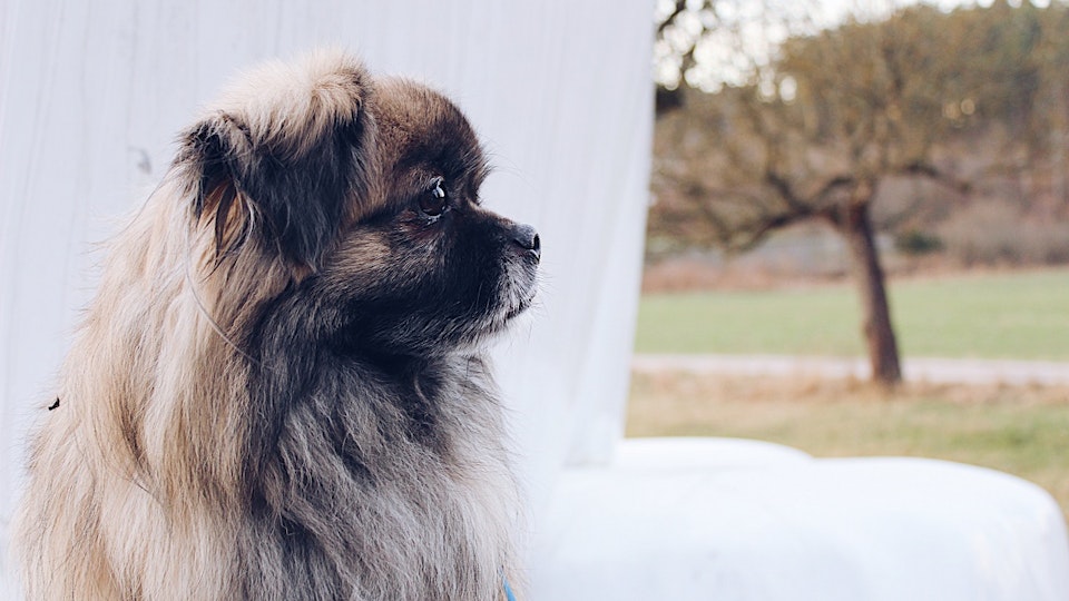 よく似た犬種のチベタン・スパニエルとペキニーズの違いとは?