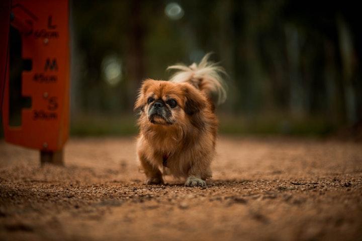 チベタンスパニエル,チベット,ペキニーズ,中国,北京,犬種,短頭種,鼻ぺちゃ