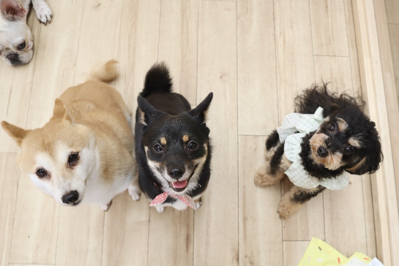 愛犬の成長は飼い主次第！目指したい指示の出し方と褒め方