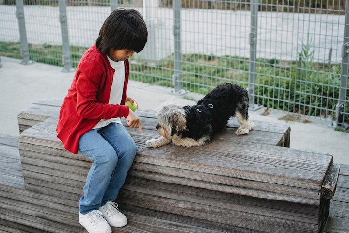 子犬,成犬,トレーニング,指示,コマンド,ハンドシグナル,報酬,ご褒美,褒め,おやつ