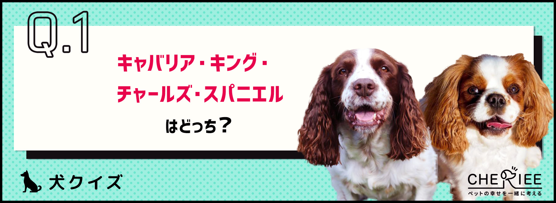 【画像クイズ】見分けがつきますか？外見が似ている犬たち⑨