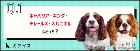 【画像クイズ】見分けがつきますか？外見が似ている犬たち⑨のアイキャッチ画像