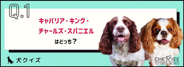 【画像クイズ】見分けがつきますか？外見が似ている犬たち⑨のアイキャッチ画像