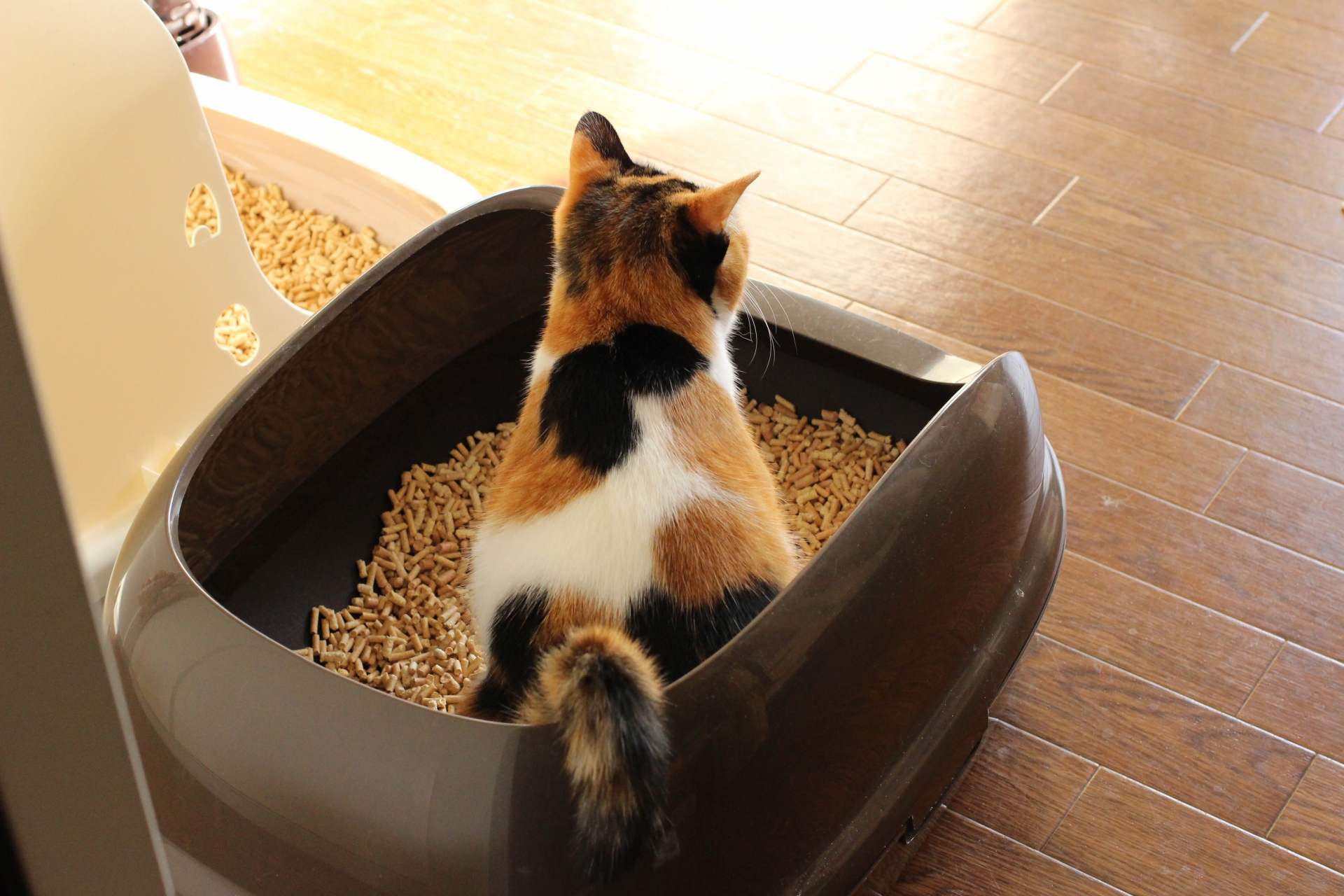 【獣医師監修】猫の便秘を放置するのは良くない！原因を突き止めよう