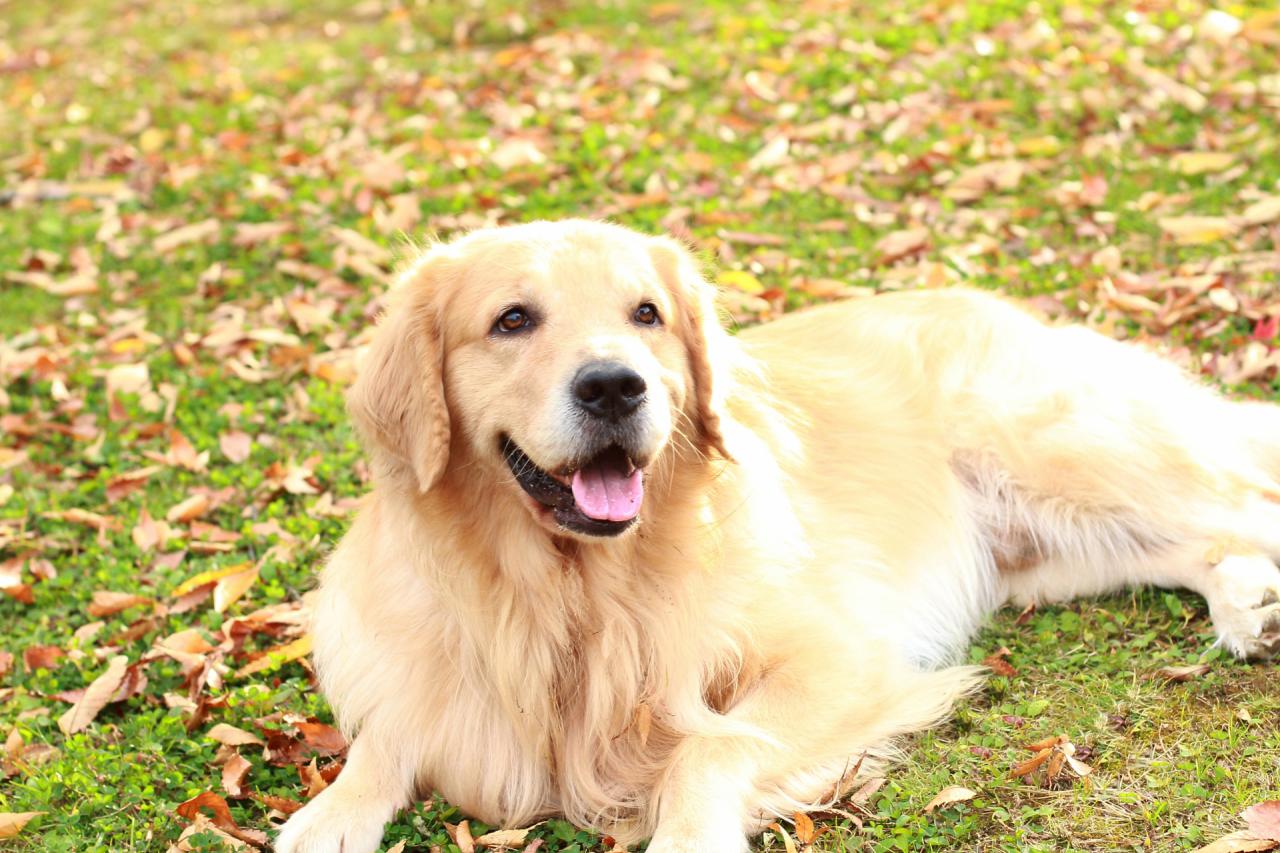 【犬図鑑】ゴールデン・レトリーバーの歴史や特徴、飼い方のポイント