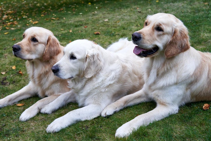 ゴールデン・レトリーバー,しつけ,性格,歴史,注意,特徴,犬図鑑,犬種,病気,飼い方