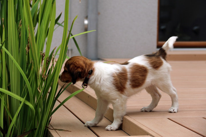 犬図鑑,コーイケルホンディエ,大谷翔平,ブリーダー,遺伝病,ブーム