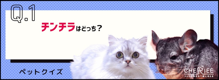 【画像クイズ】この名前知ってる？よく似た名前の可愛い小動物たちのアイキャッチ画像