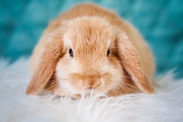 【2026年最新】オシャレで可愛いうさぎの名前146選!ランキングものアイキャッチ画像