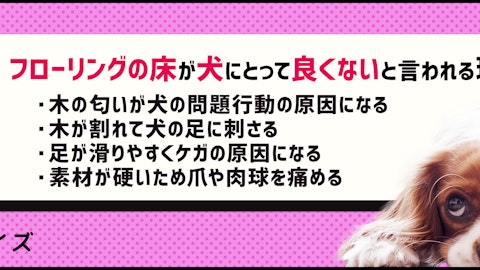 【クイズ】愛犬をキケンから守ろう!家庭内の事故やケガを防ぐにはのアイキャッチ画像
