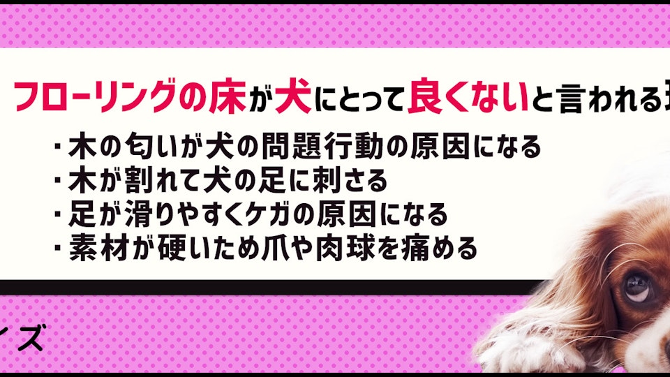 【クイズ】愛犬をキケンから守ろう!家庭内の事故やケガを防ぐには