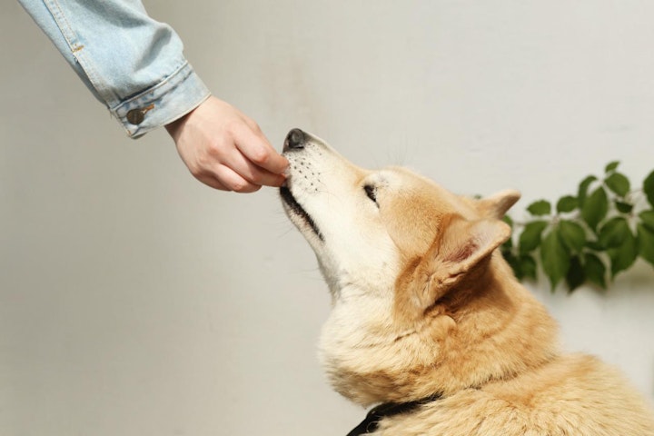 中毒,健康,注意,犬,犬の健康,盗み食い,誤食,食事,食材,飼い主,飼い方