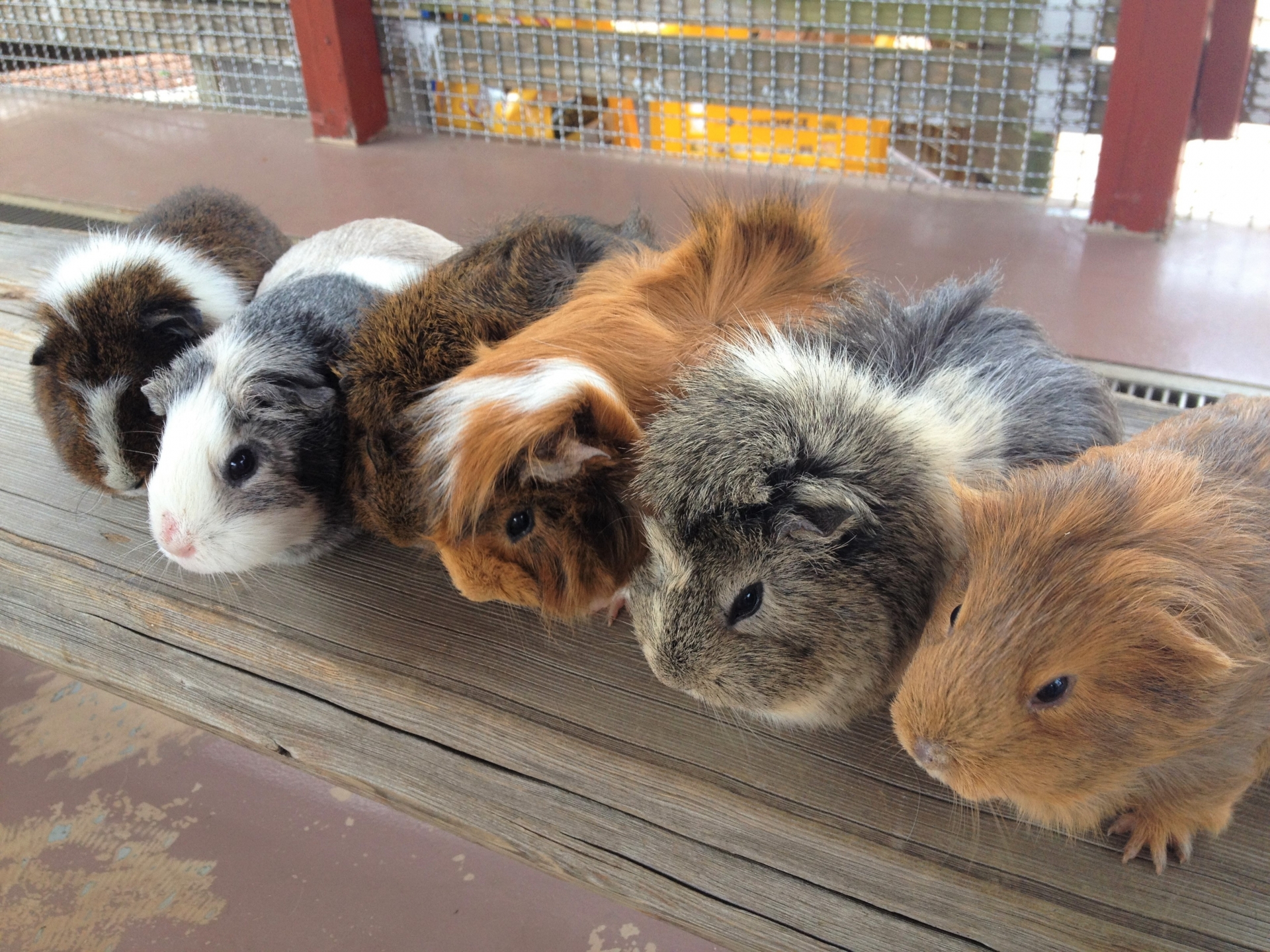 見た目は違うけどどの子も魅力的！モルモットの主な品種６選