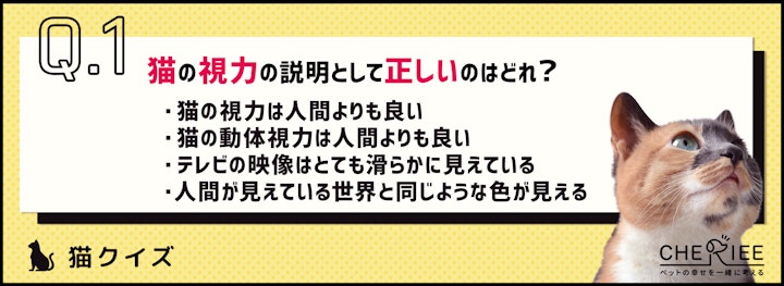 【クイズ】猫がテレビを見る理由とは？人と見え方が違う？のアイキャッチ画像