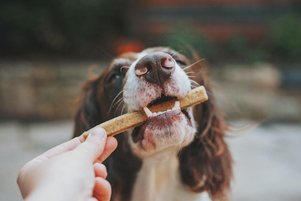 犬が食べてはいけないNG食材リスト【魚介類・肉類・飲料編】のアイキャッチ画像