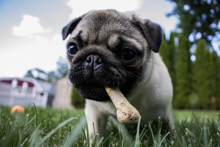 中毒,健康,注意,犬,犬の健康,誤食,食事,食材,飼い主,飼い方