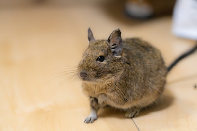 デグーは臭くない!においが気になる場合の対策方法とはのアイキャッチ画像