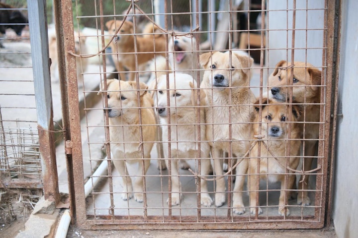 ブリーダー,ペットショップ,動物取扱業,動物愛護法,動物愛護管理法,動物虐待事件,多頭飼育崩壊,所有権,法改正,緊急一時保護,行政,規制強化