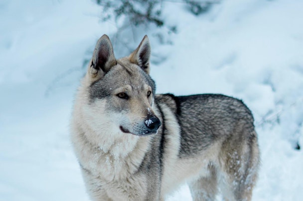 犬?オオカミ?「ウルフドッグ」を飼う前に知っておくべき注意点とはのアイキャッチ画像