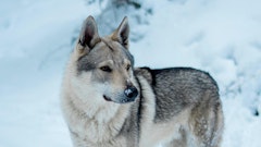 記事カテゴリ第5位