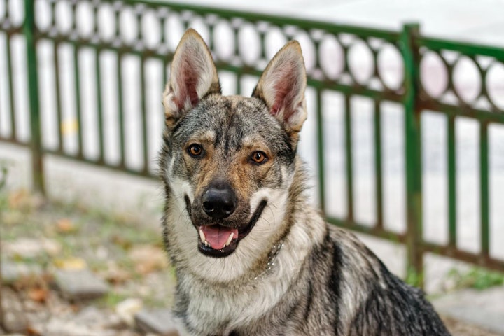 ウルフドッグ,オオカミ犬,交雑種,図鑑,性格,混血犬,特徴,犬,犬種,狼犬,飼い方