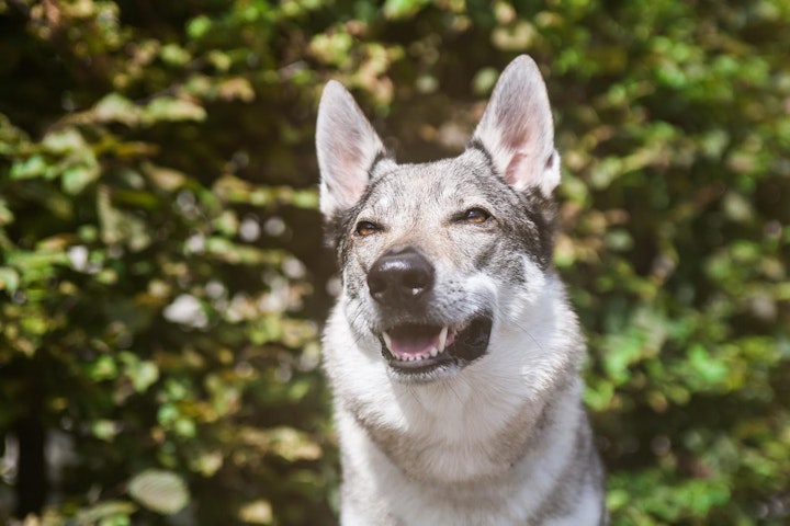 ウルフドッグ,オオカミ犬,交雑種,図鑑,性格,混血犬,特徴,犬,犬種,狼犬,飼い方