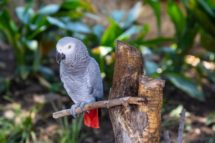 コンパニオンバード,ペット,ランキング,人気,性格,特徴,飼い主,魅力,鳥,鳥類