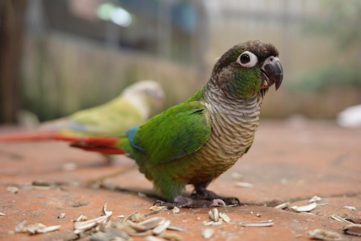 コンパニオンバード,ペット,ランキング,人気,性格,特徴,飼い主,魅力,鳥,鳥類