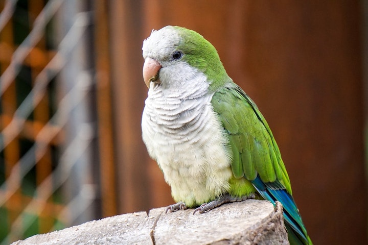 コンパニオンバード,ペット,ランキング,人気,性格,特徴,飼い主,魅力,鳥,鳥類