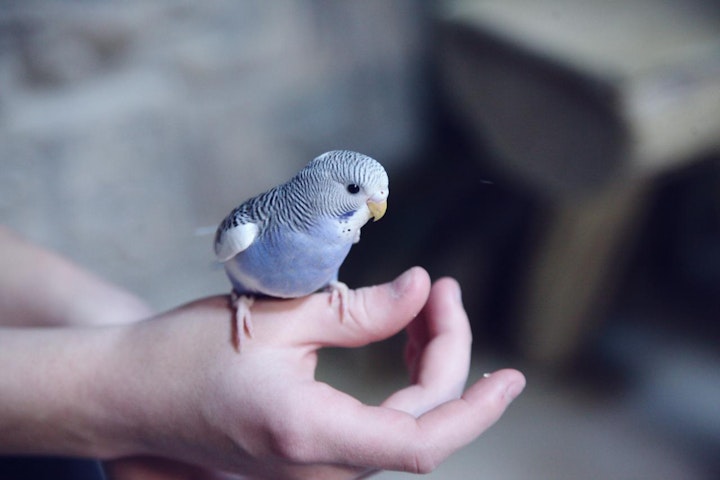 コンパニオンバード,ペット,ランキング,人気,性格,特徴,飼い主,魅力,鳥,鳥類