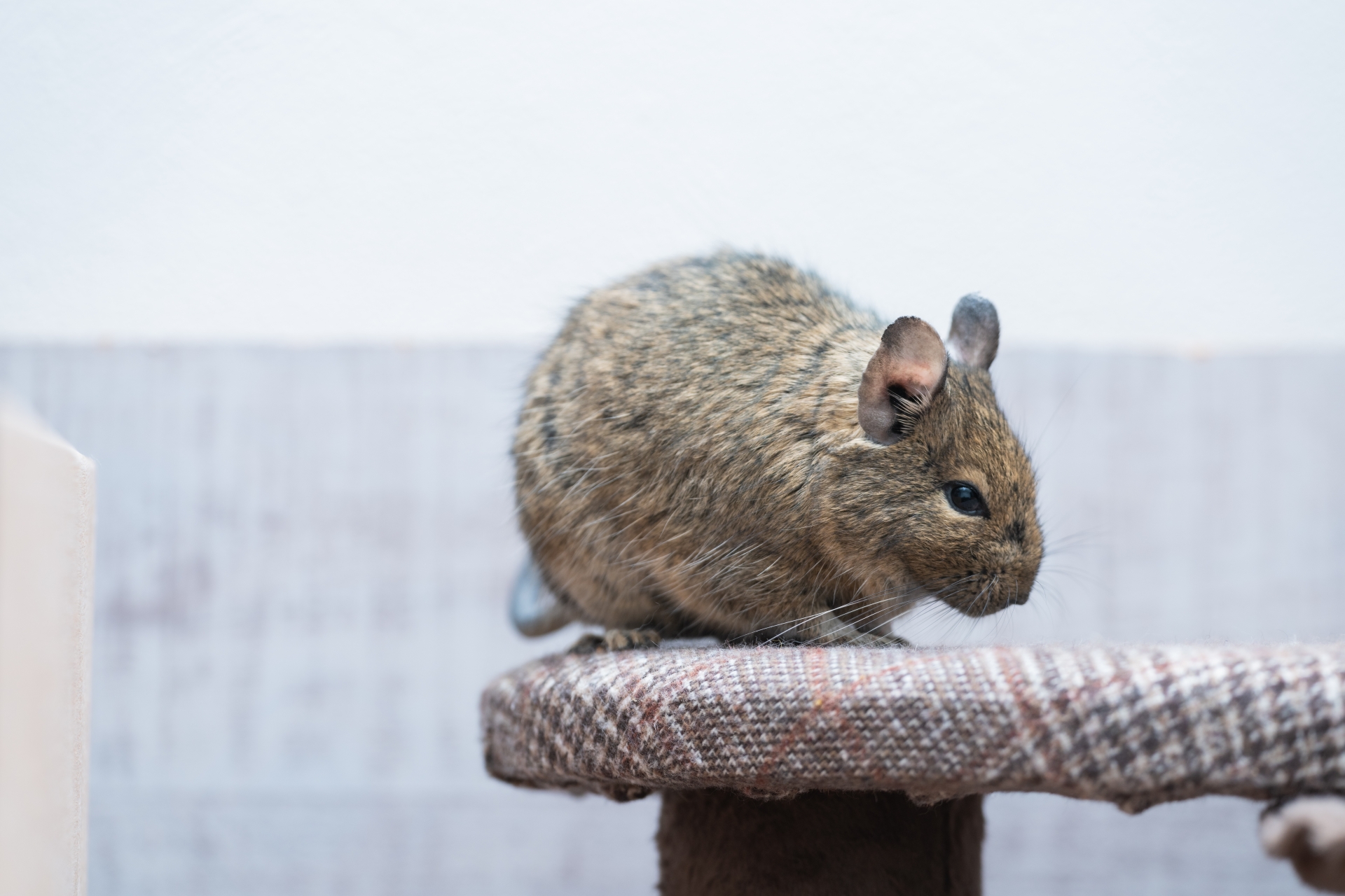 飼うなら知っておこう！デグーがかかりやすい5つの病気とその対策