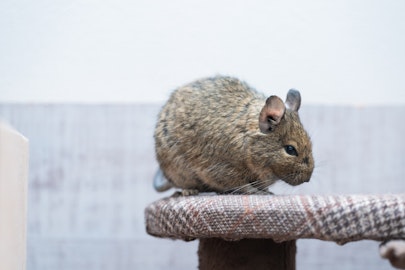 飼うなら知っておこう！デグーがかかりやすい5つの病気とその対策のアイキャッチ画像