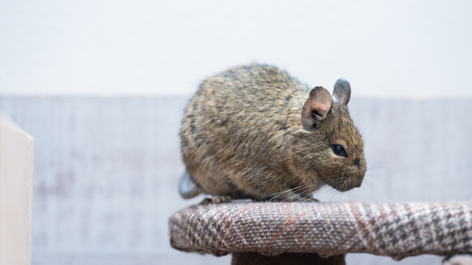 飼うなら知っておこう!デグーがかかりやすい5つの病気とその対策