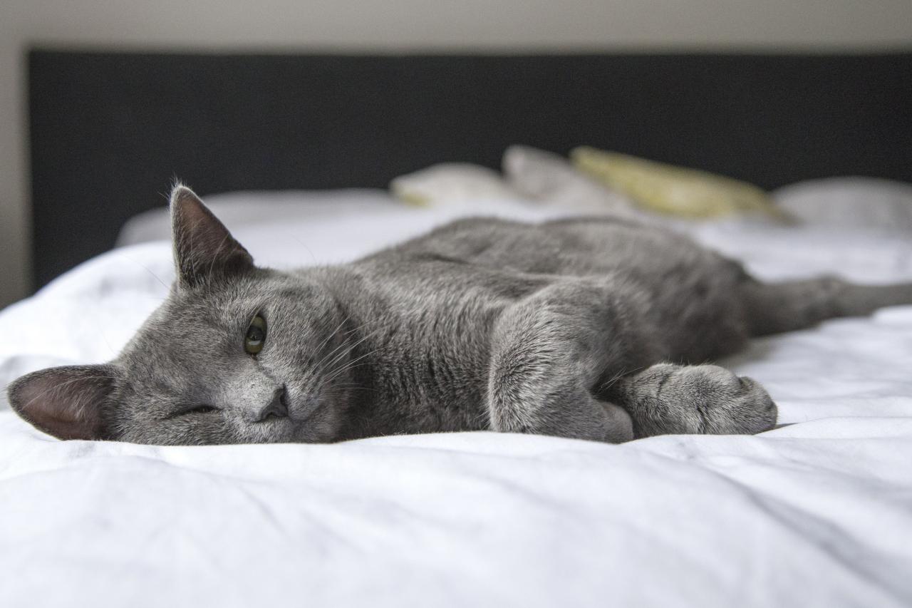 猫のベッド選びのコツとは？素材や形状、置き場所をチェック