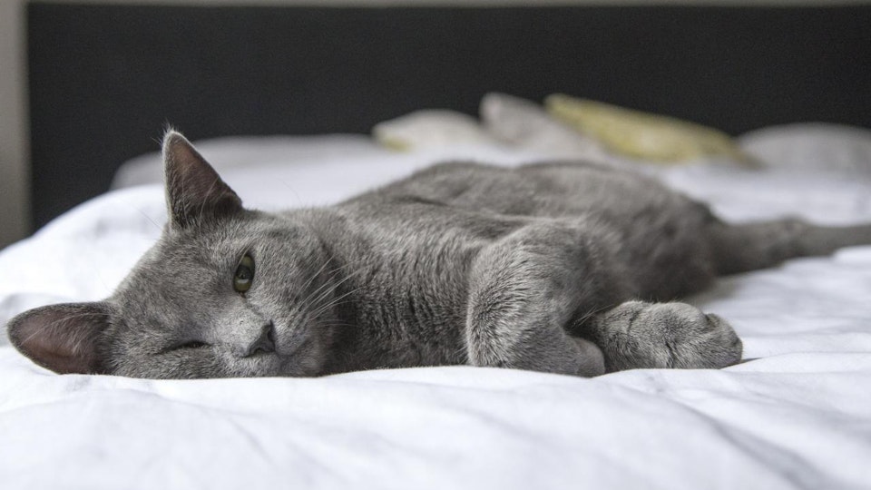 猫のベッド選びのコツとは?素材や形状、置き場所をチェック