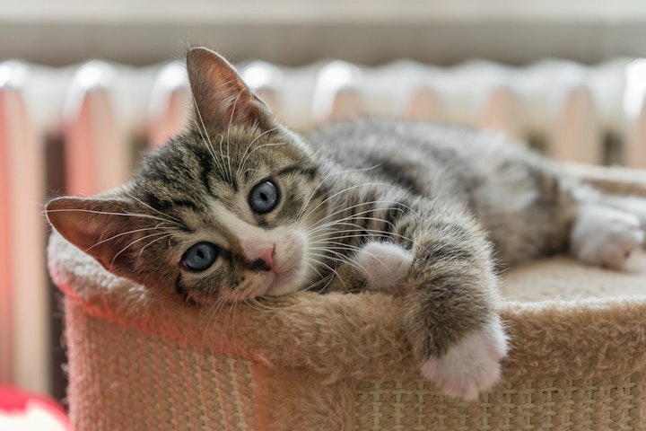 2026年猫の日（2/22）を楽しもう！東京近郊のイベント10選 - CHERIEE あにまるマガジン