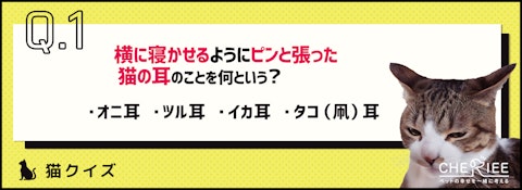 【クイズ】こんな形の猫の耳見たことある?のアイキャッチ画像