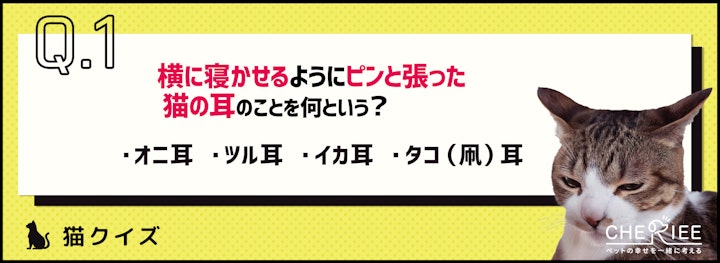 【クイズ】こんな形の猫の耳見たことある？のアイキャッチ画像