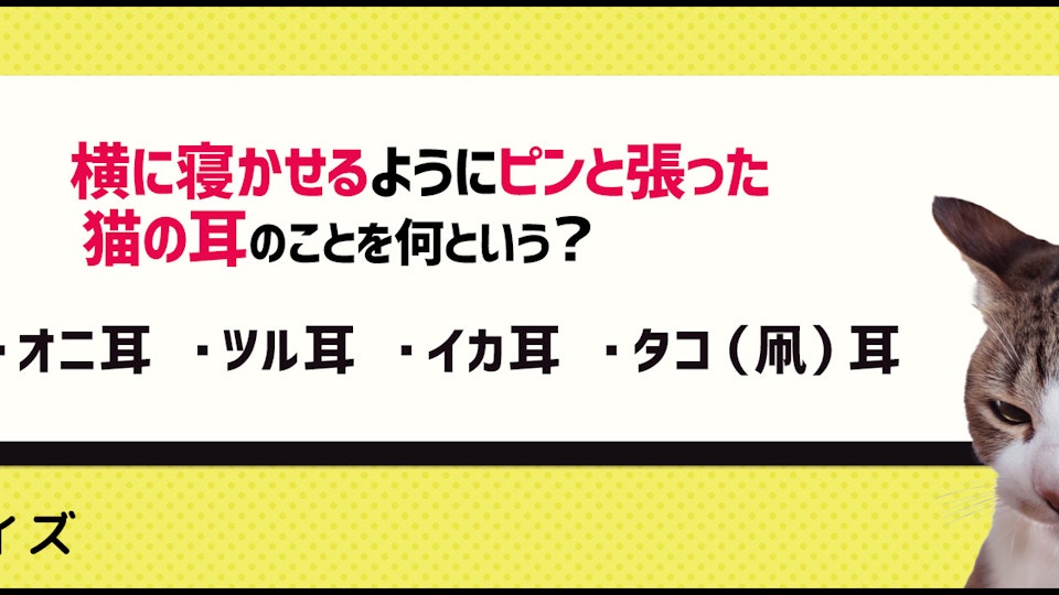 【クイズ】こんな形の猫の耳見たことある?