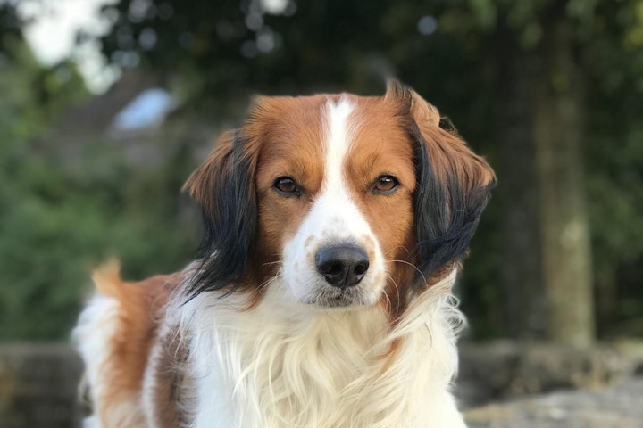 【犬図鑑】マニア必見！希少な珍しい犬種を厳選してご紹介 - CHERIEE あにまるマガジン