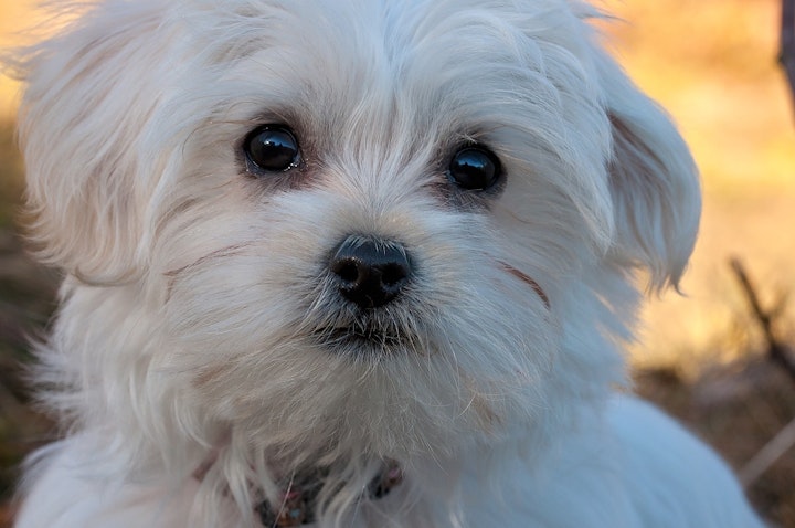 ビション・ファミリー, ビション系, 垂れ耳, 巻き毛, 犬, 犬種, 白毛,マルチーズ