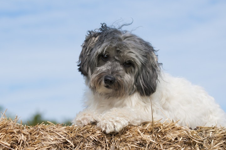 ビション・ファミリー, ビション系, 垂れ耳, 巻き毛, 犬, 犬種, 白毛,ローシェン