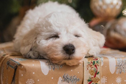 白くてフワフワで垂れ耳が可愛いビション系7犬種！希少な犬も紹介のアイキャッチ画像