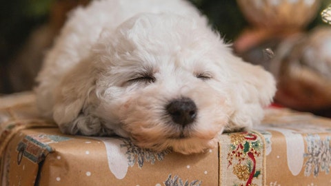 白くてフワフワで垂れ耳が可愛いビション系7犬種!希少な犬も紹介のアイキャッチ画像