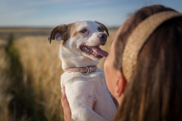 ランキング,平均寿命,年齢,早見表,犬,犬種,長寿,長生き