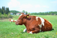 動物カテゴリ「その他生き物」