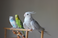 動物カテゴリ「とり・さかな」