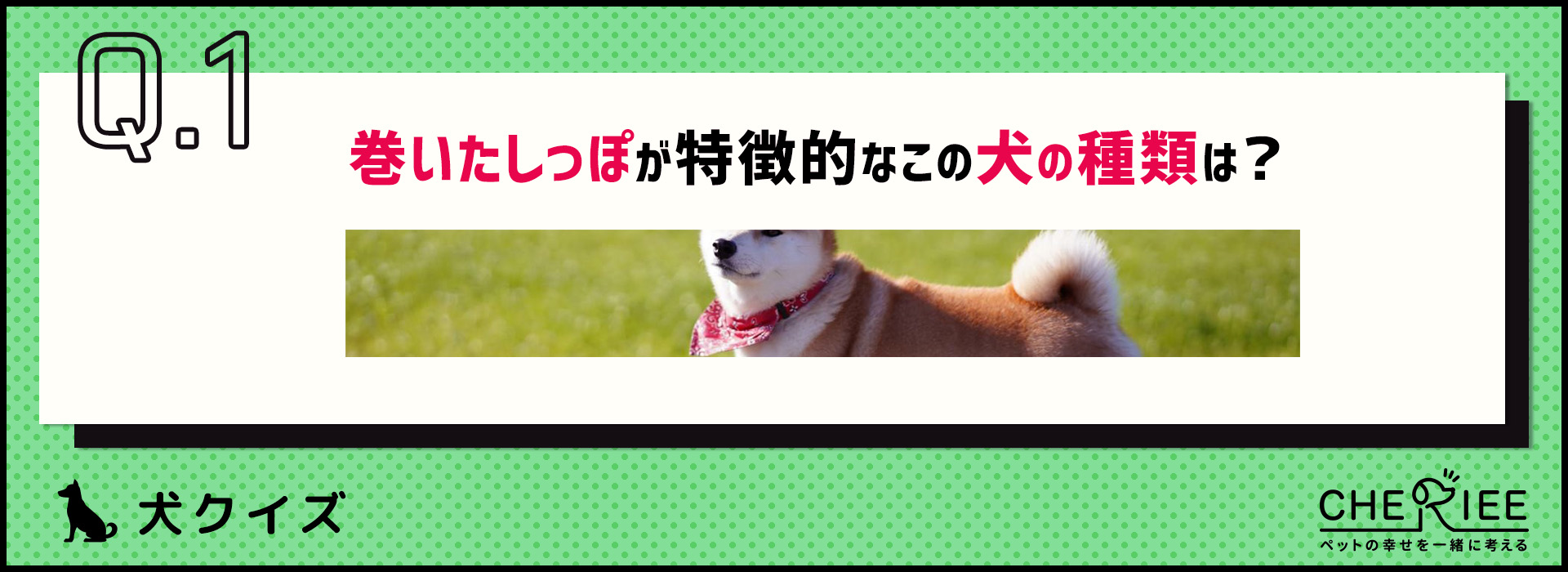 【画像クイズ】個性が強い！独特の外見を持つ犬たち⑤